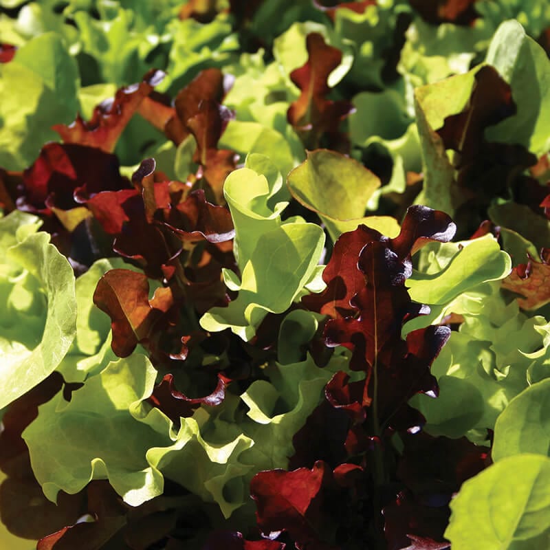 dt-brown VEGETABLE SEEDS Lettuce Mixed Contrasts Seeds