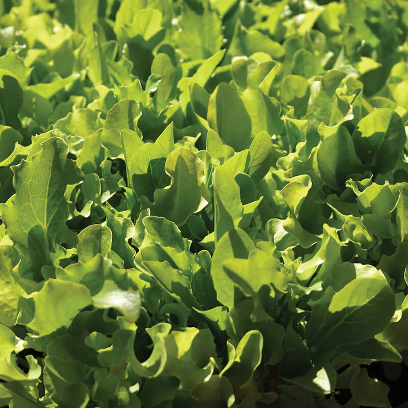 Lettuce Mixed Green Leaves Seeds