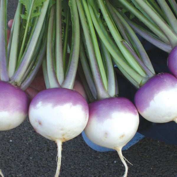 Turnip (Salad) Sweetbell F1 Seeds