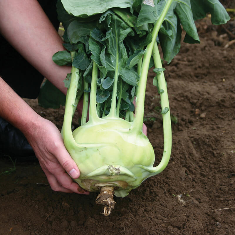 Kohl Rabi Kossak F1 Seeds