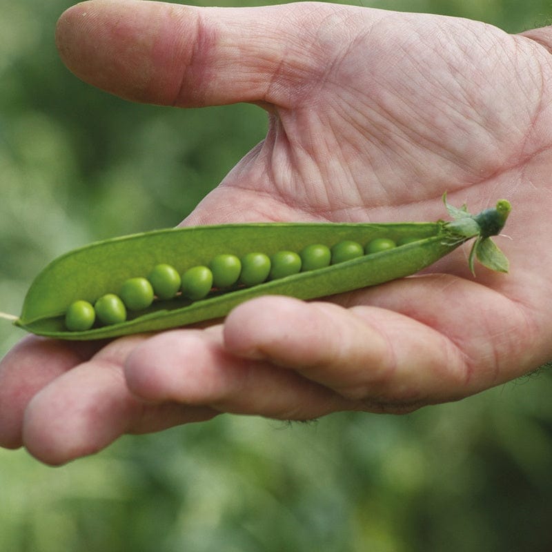 dt-brown VEGETABLE SEEDS Pea (Maincrop) Flavora Seeds