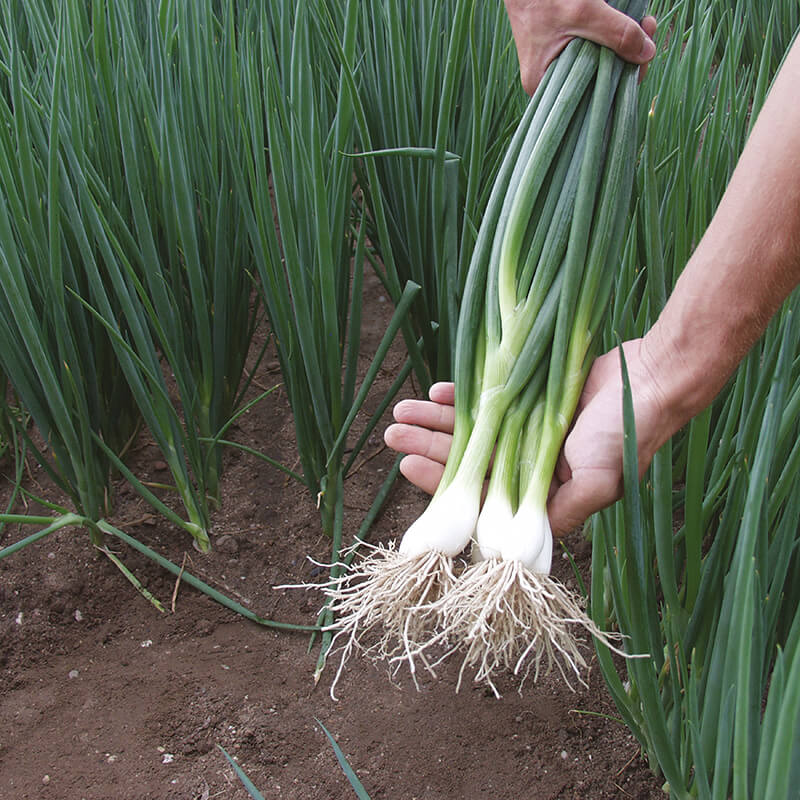 Onion Matrix Seeds
