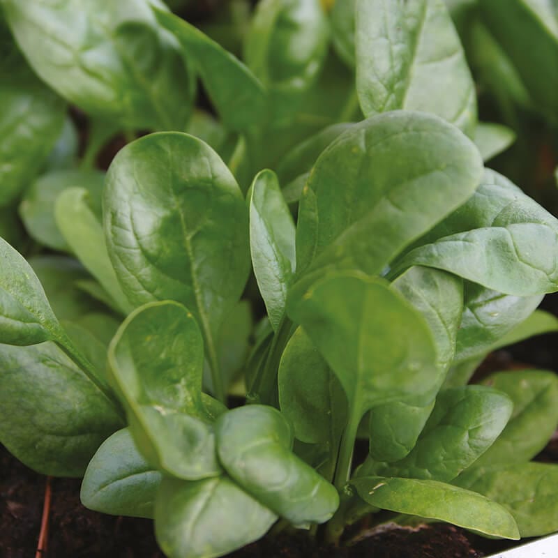 Salad Leaves Spinach Lazio F1 Seeds