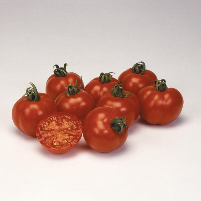 dt-brown VEGETABLE SEEDS Tomato (Heritage) Bloody Butcher Seeds