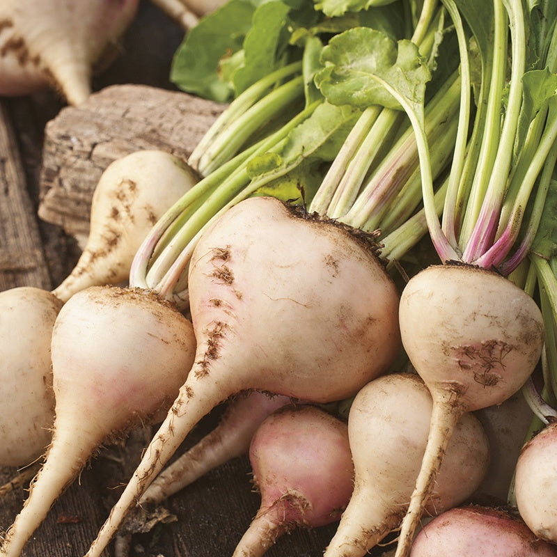Beetroot Albina Vereduna Seeds