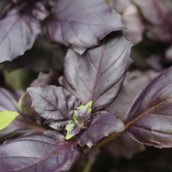 Basil Red Rubin Seeds