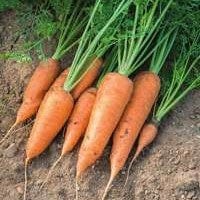 dt-brown VEGETABLE SEEDS Carrot Chantenay Red Cored 2 Chaba Seeds