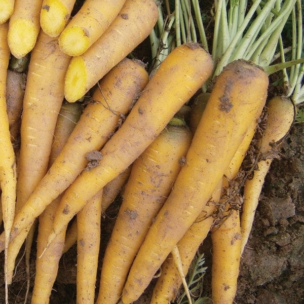 Carrot Yellow Bunch F1 Seeds