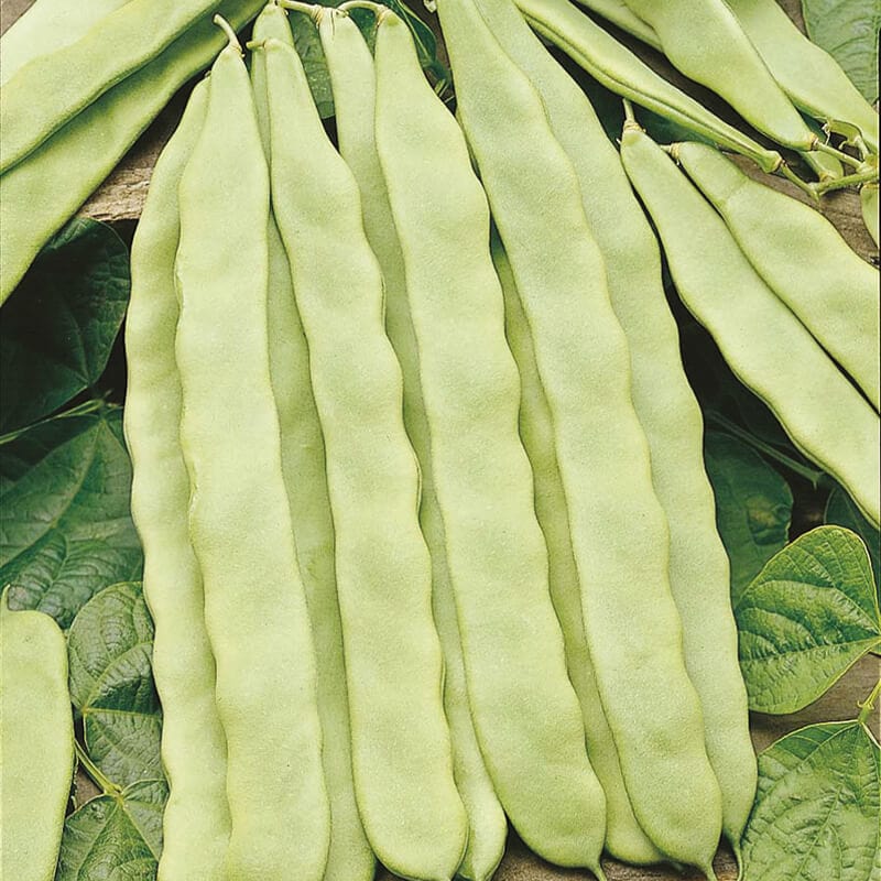 dt-brown VEGETABLE SEEDS French Bean (Climbing) Hunter AGM Seeds