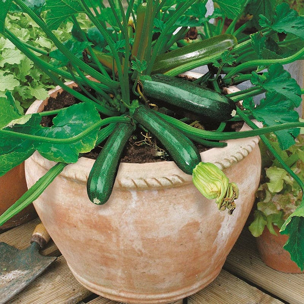 courgette plant in pot Courgette Midnight F1 Vegetable Seeds From D.T. Brown
