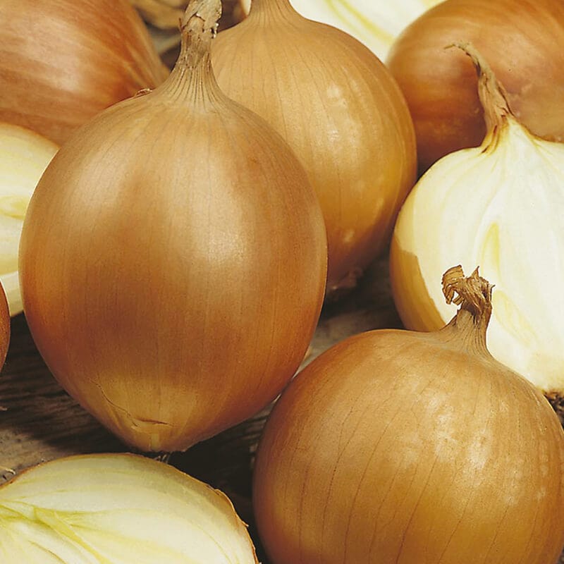 dt-brown VEGETABLE SEEDS Onion (Globe) Santero F1 Seeds
