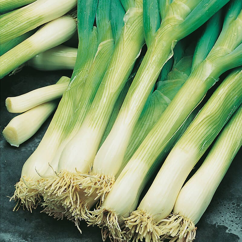 dt-brown VEGETABLE SEEDS Onion (Spring) Feast F1 Seeds