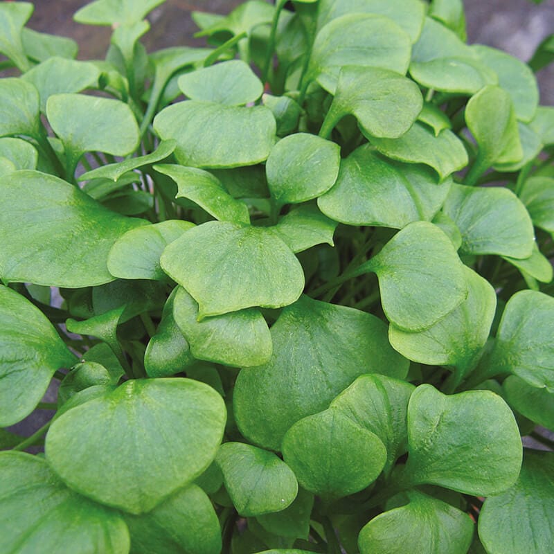 dt-brown VEGETABLE SEEDS Winter Purslane Seeds