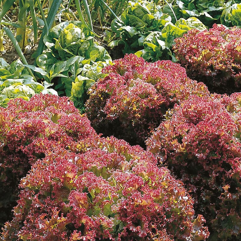 dt-brown VEGETABLE SEEDS Lettuce Lollo Rossa AGM Seeds