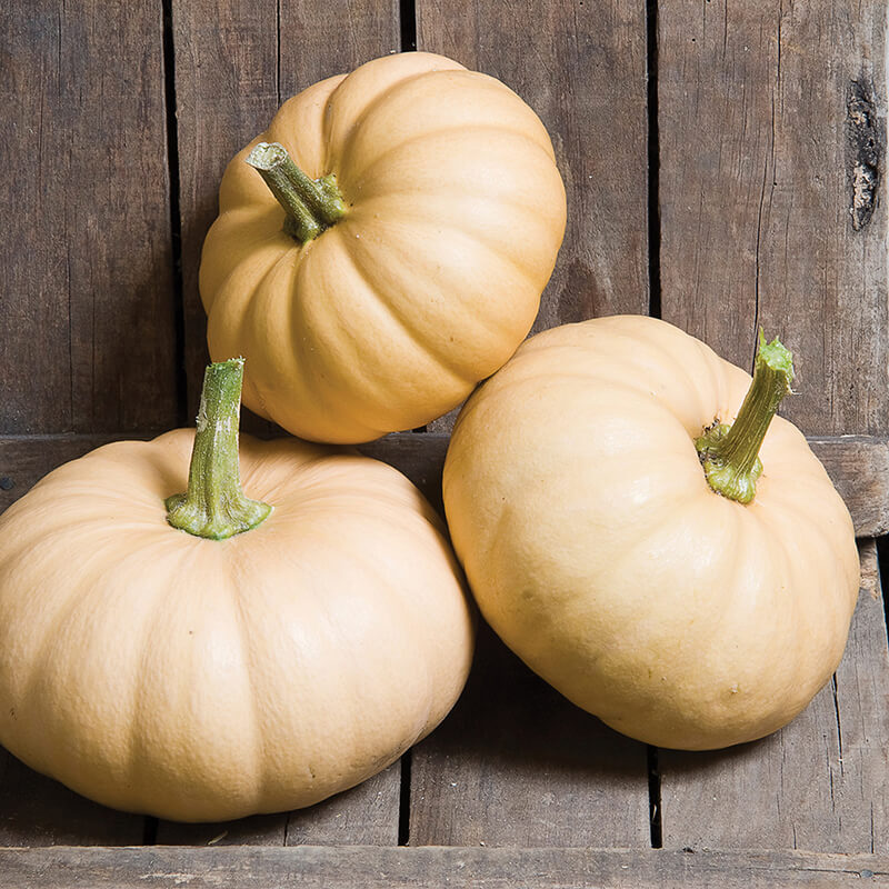 Squashkin Autumn Crown F1 Seeds
