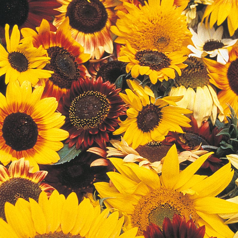 dt-brown FLOWER SEEDS Sunflower D.T. Brown Mixed Flower Seeds