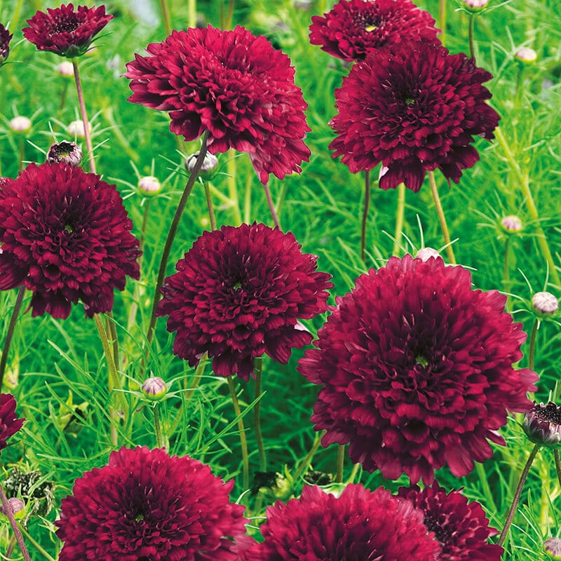 dt-brown FLOWER SEEDS Cosmos Double Click Cranberries Flower Seeds