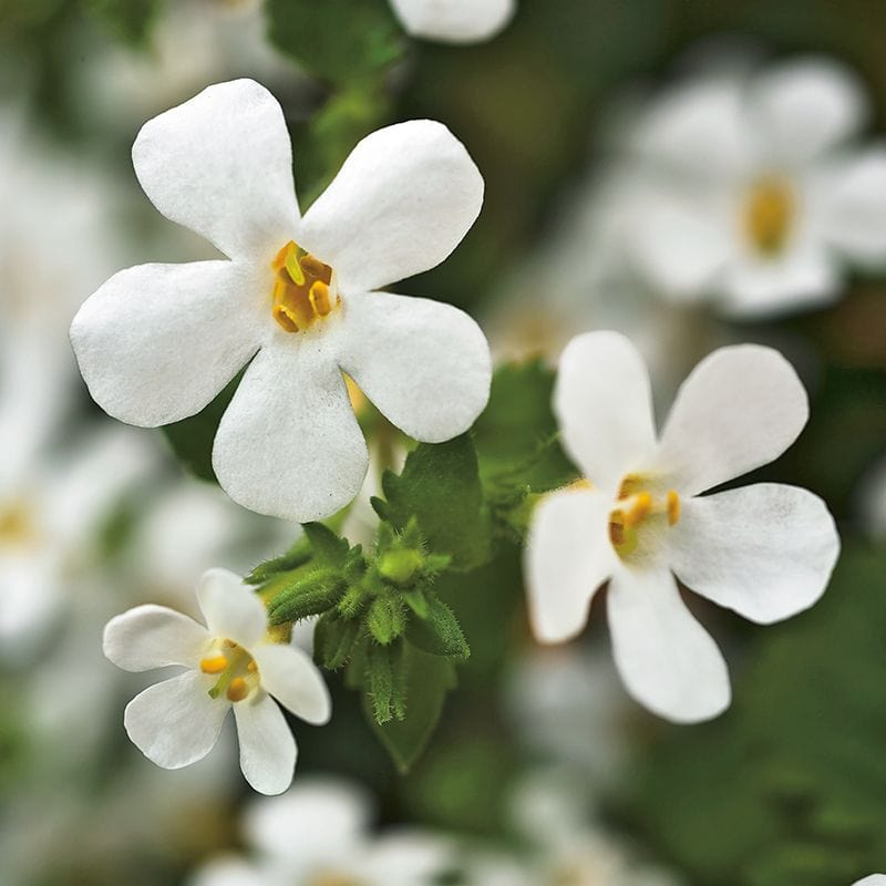 dt-brown FLOWER SEEDS Bacopa Snowtopia White Flower Seeds