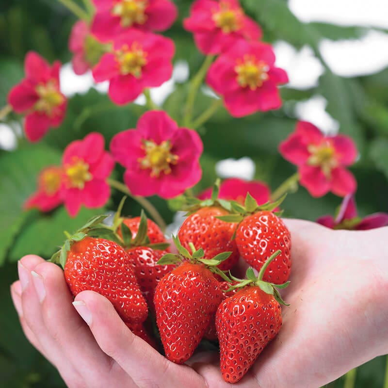 dt-brown VEGETABLE SEEDS Strawberry Toscana Seeds - Fleurostar