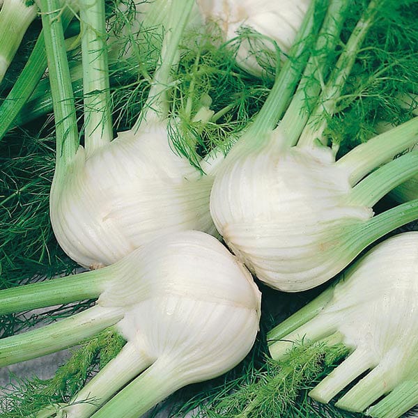 dt-brown VEGETABLE SEEDS Fennel Florence Chiarino Seeds