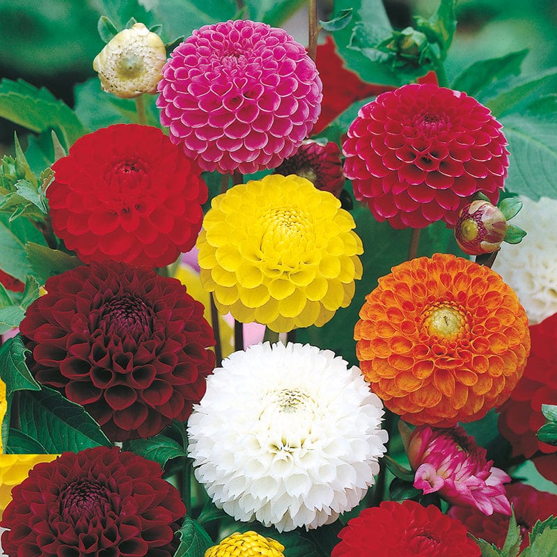 dt-brown FLOWER SEEDS Dahlia Pompon Mixed Seeds