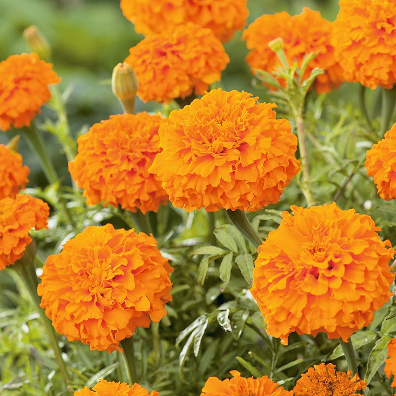 African Marigold Kees Orange Seeds