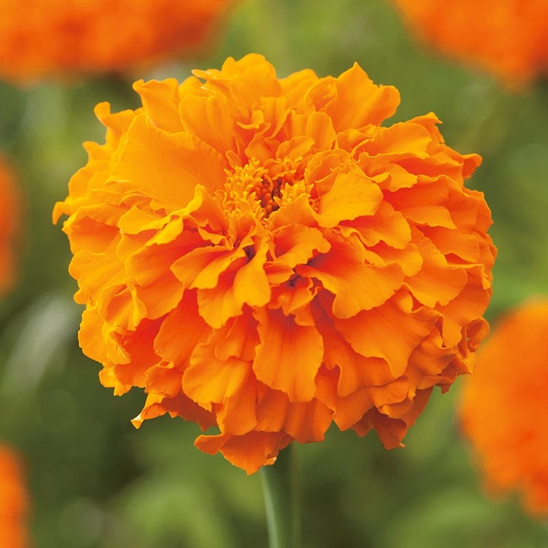 dt-brown FLOWER SEEDS Marigold (African) Kees Orange Flower Seeds