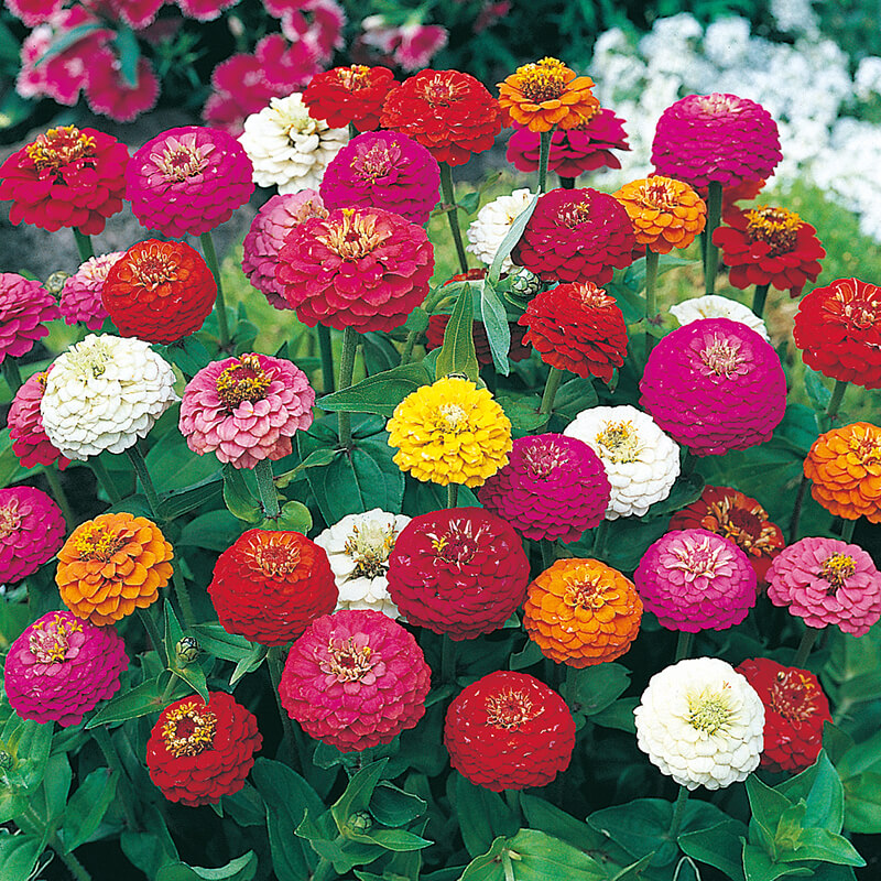 Zinnia Sprite Mixed Seeds