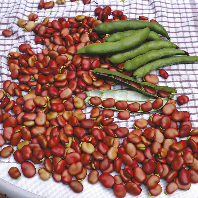 dt-brown VEGETABLE SEEDS Broad Bean Red Epicure Seeds
