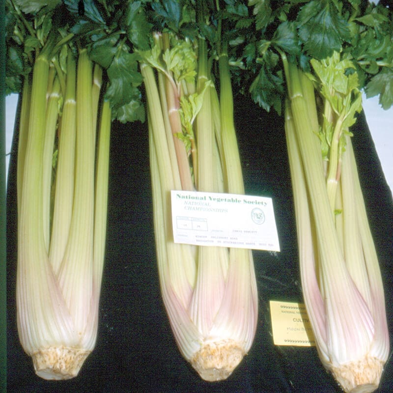 dt-brown VEGETABLE PLANTS Celery Starburst F1 Veg Plants