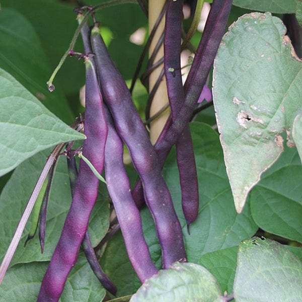 dt-brown VEGETABLE SEEDS French Bean (Climbing) Violet Podded Seeds