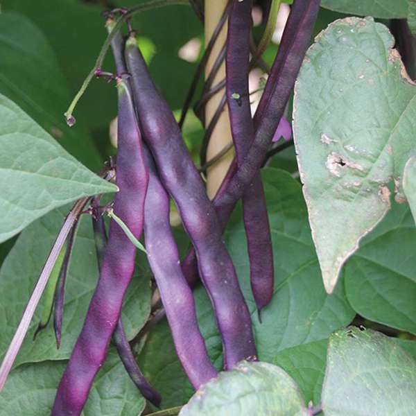 dt-brown VEGETABLE PLANTS 6 x garden ready plants (early) Climbing Bean Violet Podded Vegetable Plants