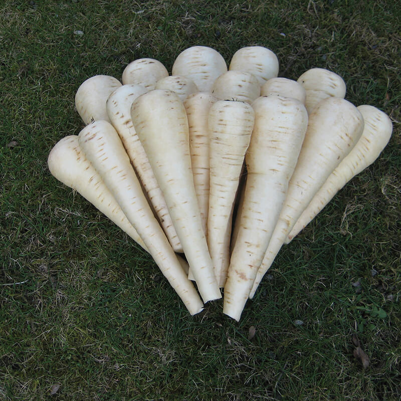 Parsnip Panorama F1 Seeds