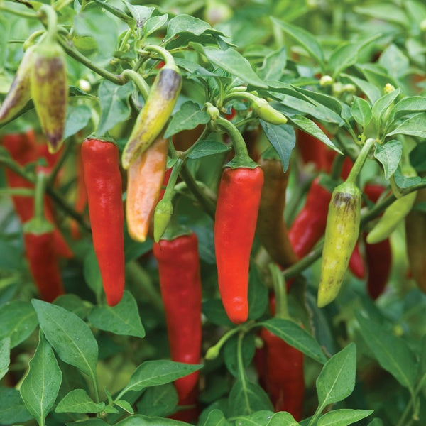 Chilli Pepper Gusto Green F1 Seeds