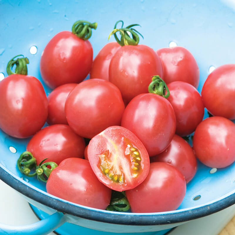 Tomato Flamingo F1 Seeds