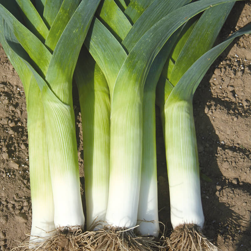 Leek Crusader F1 Seeds