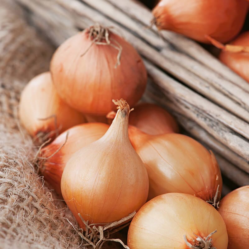 dt-brown VEGETABLE SEEDS Onion (Globe) Vento F1 Seeds