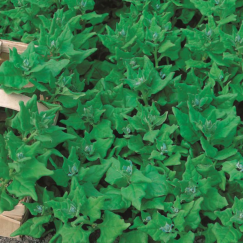 New Zealand Spinach Seeds