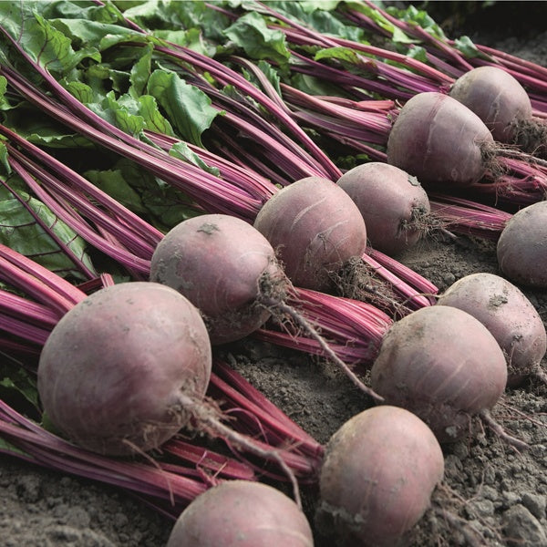 Beetroot Action Seeds