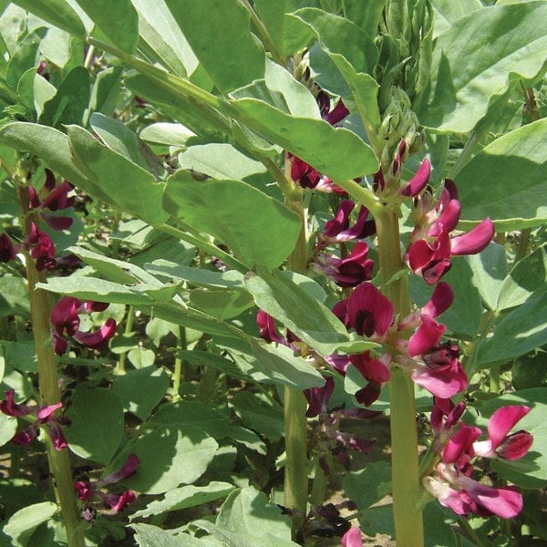 dt-brown VEGETABLE SEEDS Broad Bean Crimson Flowered Seeds