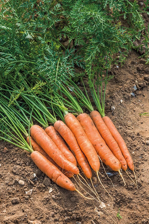 Carrot Nandor F1 Seeds