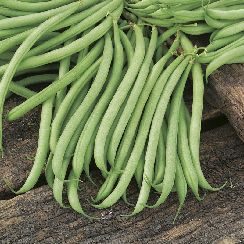 Dwarf French Bean Delinel AGM Seeds