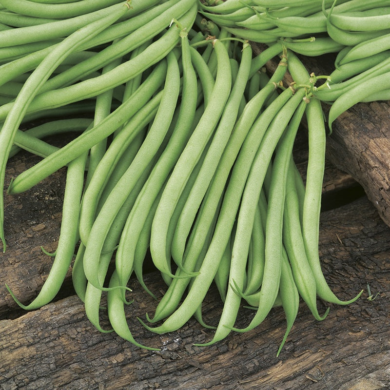 Dwarf French Bean Delinel Seeds