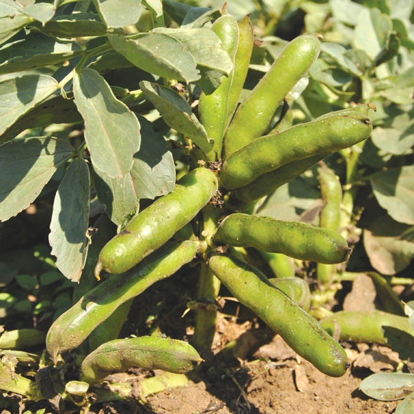 Broad Bean Robin Hood Seeds