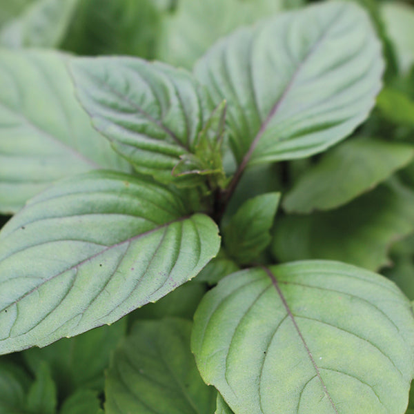 Cinnamon Basil Seeds