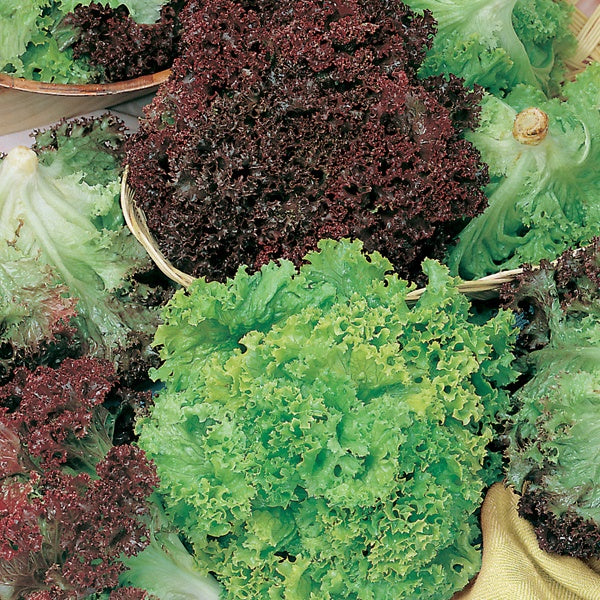 Lettuce Lollo Bionda and Lollo Rossa Mixed Seeds