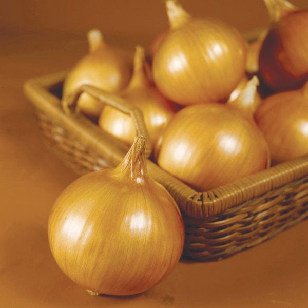 dt-brown VEGETABLE PLANTS Tough Ball F1 Onion Plants