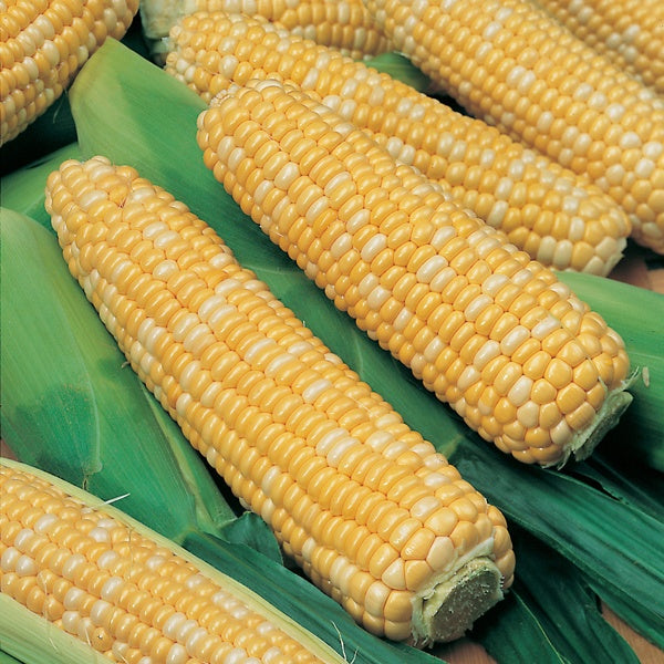 Sweetcorn Ambrosia F1 Seeds