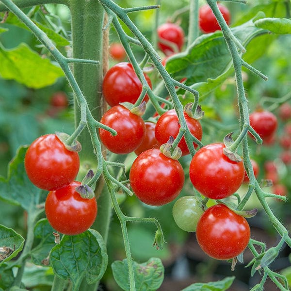 Tomato Sweet Aperitif AGM (Cherry) Veg Plants