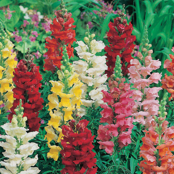 Antirrhinum Rust Resistant Mixed Seeds